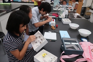 平成30年度　南会津宿泊合宿で採取した昆虫の標本整理（2018/8/22）(2)